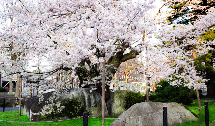 石割桜